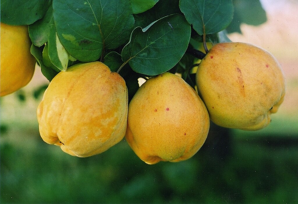 Айва — золотий скарб саду