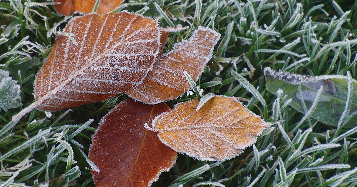 Очікується зниження температури і перший мороз