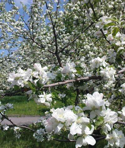 Гайсин Онлайн