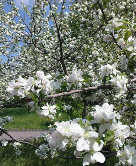 Гайсин Онлайн