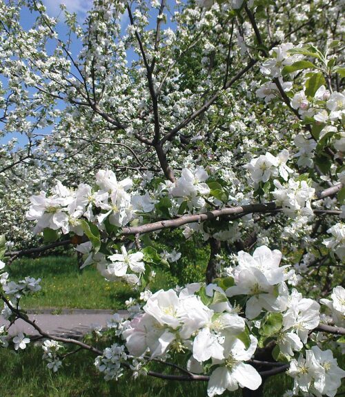 Гайсин Онлайн