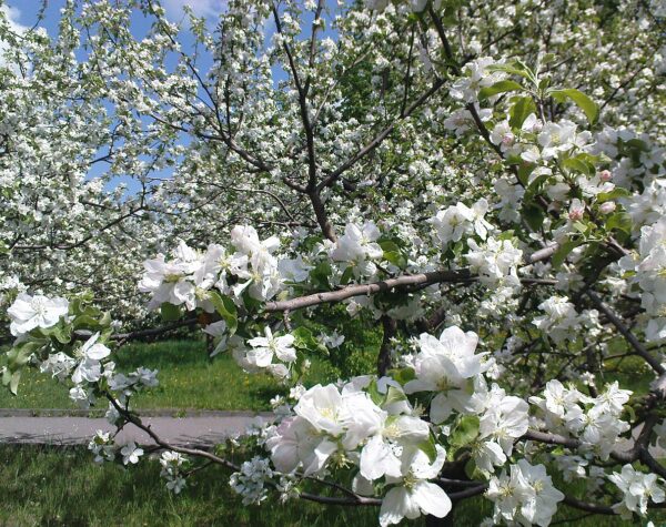 Гайсин Онлайн