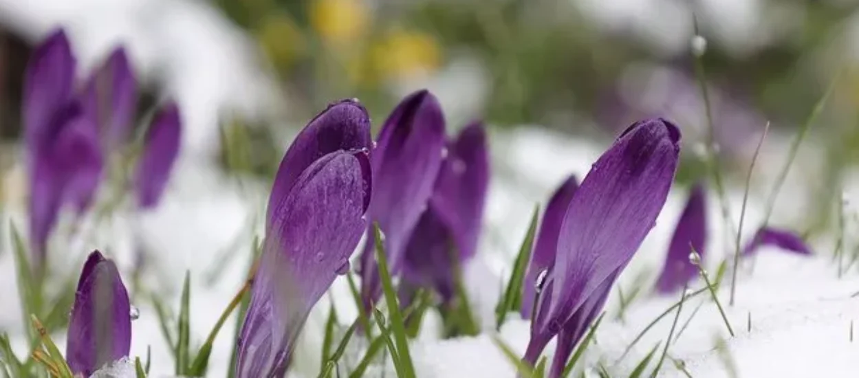 Гайсин Онлайн