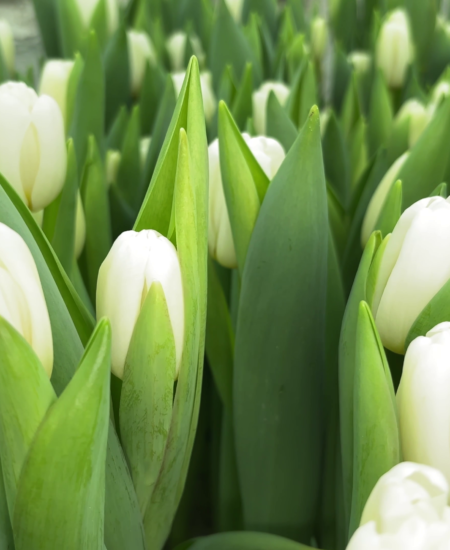 Гайсин Онлайн