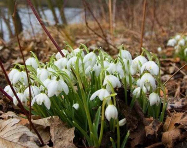 Гайсин Онлайн